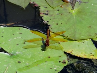 OFNC Petrie Island Dragonfly Outing - 2015