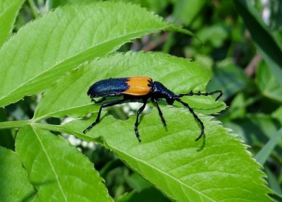 Elderberry Borer Beetle(Desmocerus palliatus) 
