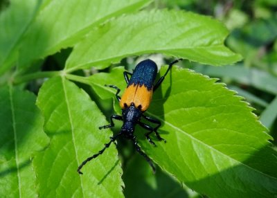 Elderberry Borer Beetle(Desmocerus palliatus) 