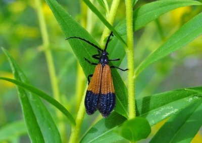 End Band Net-winged Beetle (Calopteron terminale)
