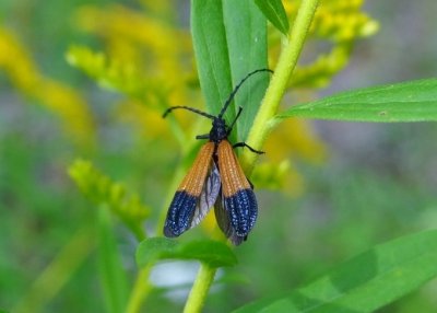 Beetles (Order Coleoptera)