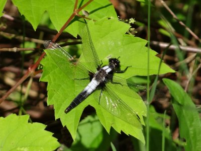 Chalk-fronted Corporal, male (Ladona julia)