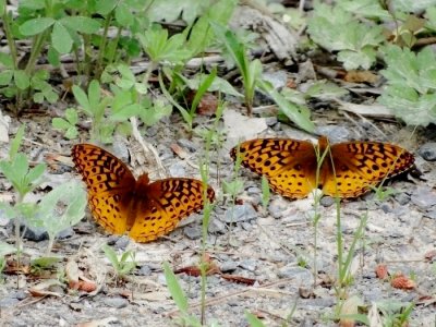 Aphrodite Fritillary (Speyeria aphrodite)