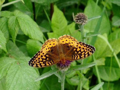 Great-spangled Fritillary (Speyeria cybele)