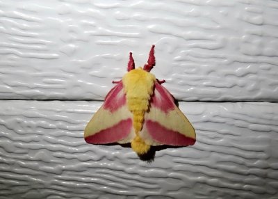 Rosy Maple Moth (Dryocampa rubicunda) Hodges #7715 