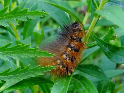 Salt Marsh Moth caterpillarEstigmene acrea