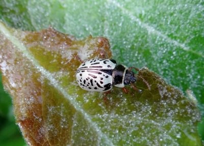 Common Willow Calligrapha Beetle