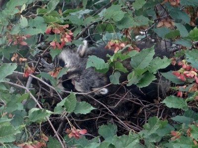 Raccoon sleeping in front tree