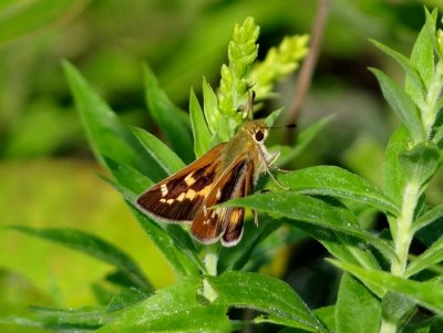 Leonard’s Skipper (Hesperia leonardus)