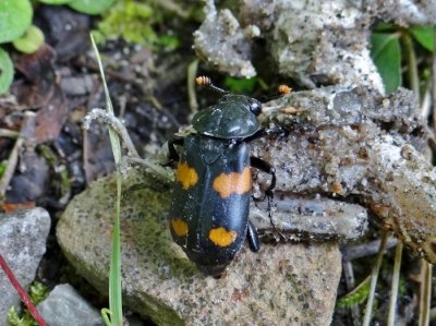 Roundneck Sexton Beetle (Nicrophorus orbicollis)