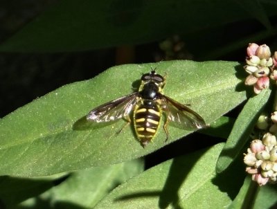 Oblique-banded Pond Fly (Sericomyia chrysotoxoides)