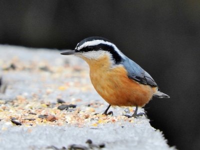 Red-breasted Nuthatch