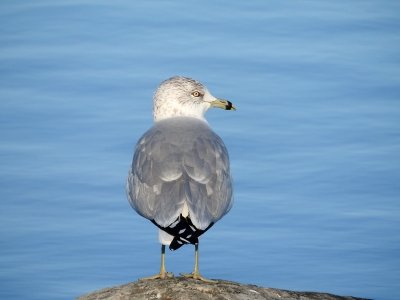 Ring-billed Gull