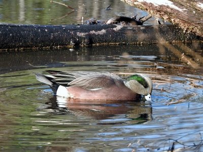 American Wigeon (Anas americana)