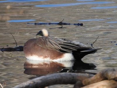 American Wigeon (Anas americana)