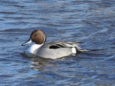 Northern Pintail