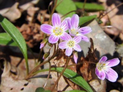 Spring Beauty (Claytonia virginica)