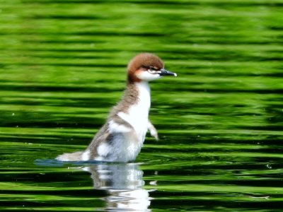 Common Merganser (juvenile)