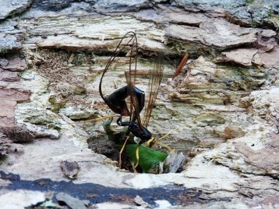 Black Giant Ichneumonid Wasp (Megarhyssa atrata)