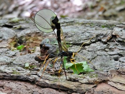 Black Giant Ichneumonid Wasp (Megarhyssa atrata)