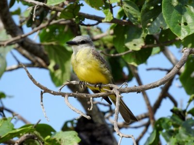 Kingbird sp. (Possible Couch's Kingbird)