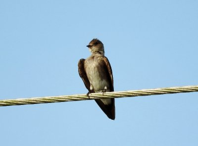 Ridgway's Northern Rough-winged Swallow