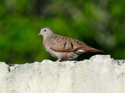 Ruddy Ground Dove (female)
