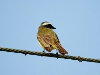 Social Flycatcher