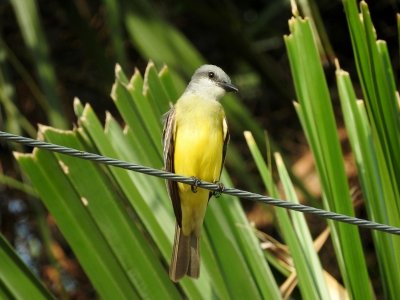 Couch's Kingbird