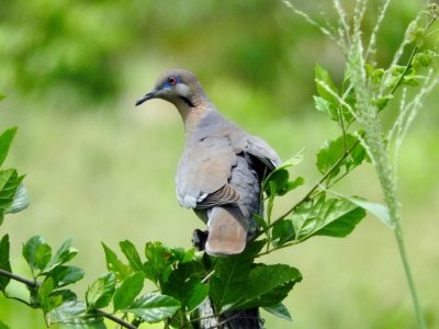 White-winged Dove