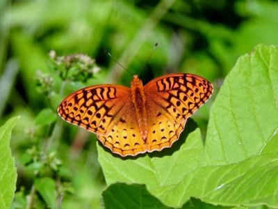 Brushfooted Butterflies:  Heliconiinae