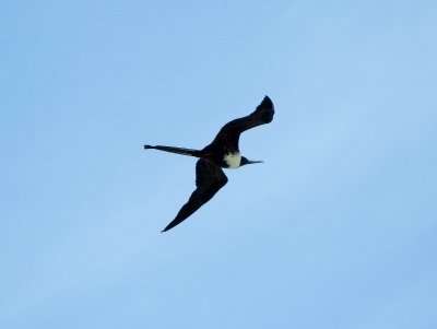 Magnificent Frigatebird