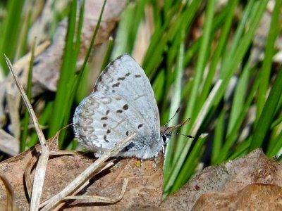 Northern Spring Azure (Celastrina lucia)