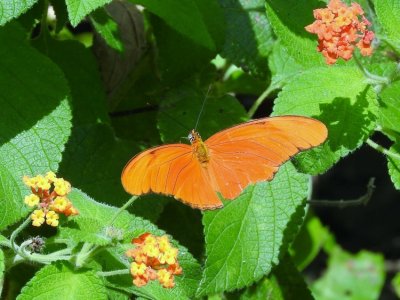 Julia Heliconian (Dryas iulia)