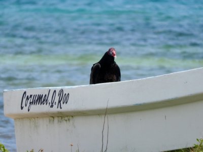 Turkey Vulture in a Boat