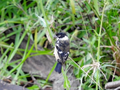 Morelet's seedeater (formerly White-collared Seedeater)