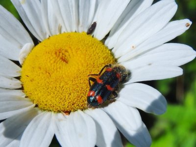 Red-blue Checkered Beetle (Trichodes nuttalli)