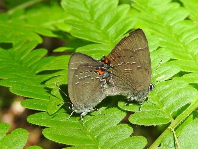 Banded Hairstreak (Satyrium calanus)
