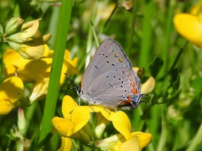Acadian Hairstreak (Satyrium acadicum)