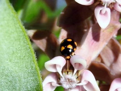 Orange-spotted Lady Beetle (Brachiacantha sp.)