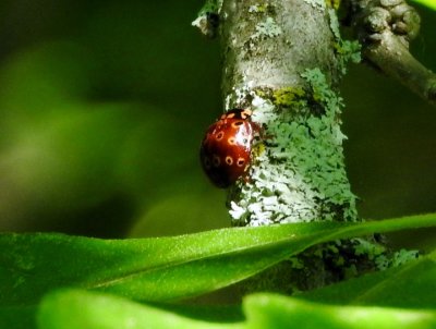 Eye-spotted Lady Beetle (Anatis mali)