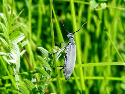 Ashgray Blister Beetle (Epicauta fabricii)