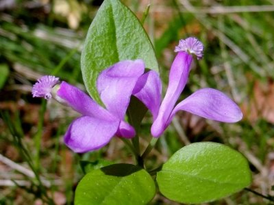 Gaywings (Polygala paucifolia)