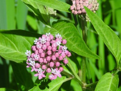 Swamp Milkweed