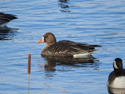 Greater White-fronted Goose