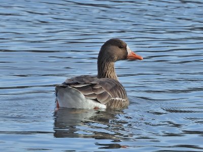 Greater White-fronted Goose