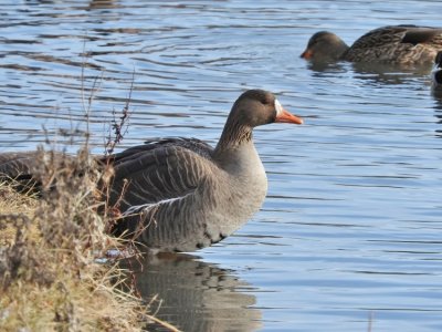 Greater White-fronted Goose