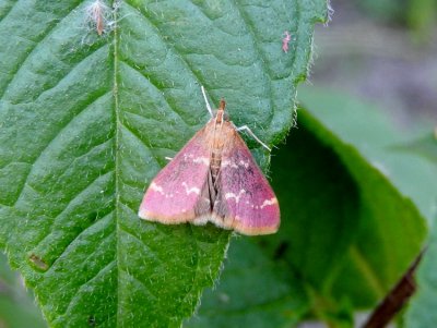 Raspberry Pyrausta Moth (Pyrausta signatalis) Hodges #5034