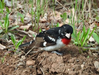 Rose-breasted Grosbeak (male)