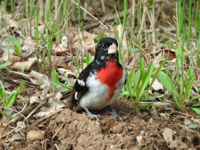 Rose-breasted Grosbeak (male)